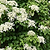Barbara Ann Climbing Hydrangea