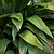 Dwarf Tiny Tank Cast Iron Plant | Vego Garden