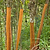 Cinnamon Tree