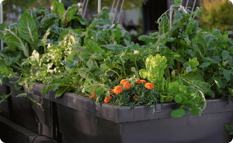 Vego garden beds