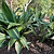 Variegated Cast Iron Plant | Vego Garden