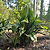 Variegated Cast Iron Plant | Vego Garden