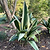 Variegated Cast Iron Plant | Vego Garden