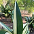 Variegated Cast Iron Plant | Vego Garden
