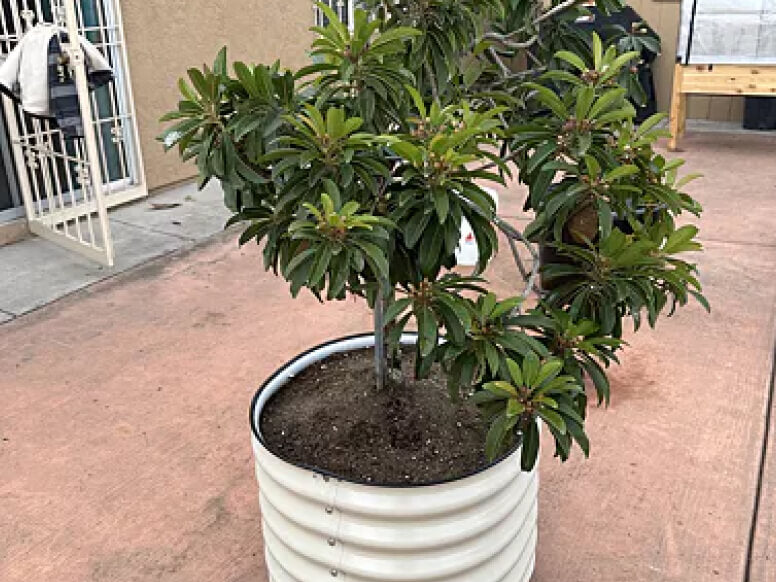 Vego garden beds