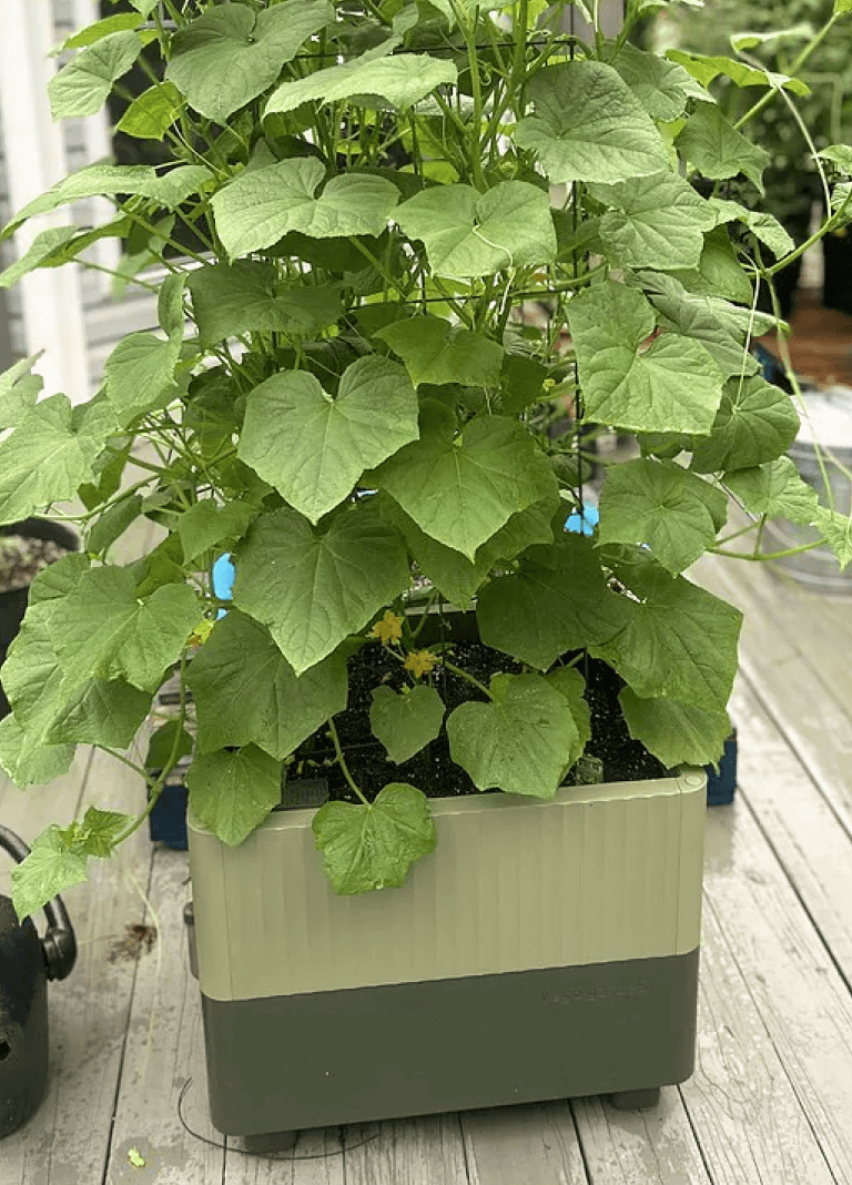 Vego garden beds