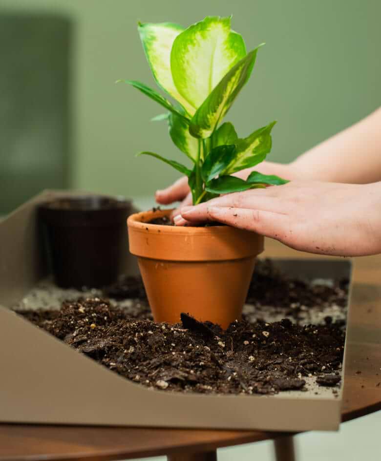 Vego garden beds