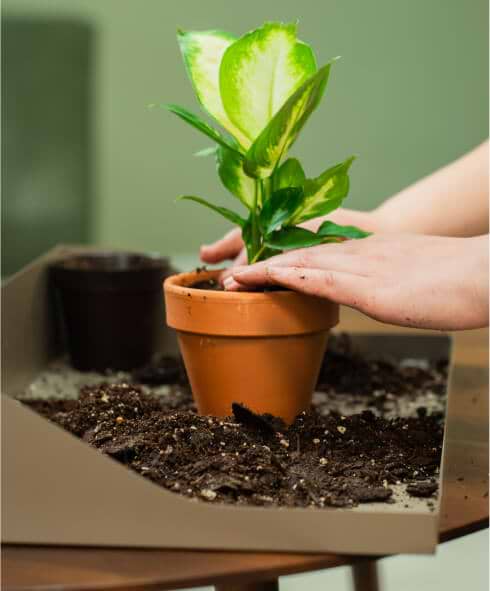 Vego garden beds