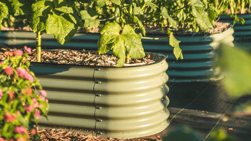 Vego garden beds