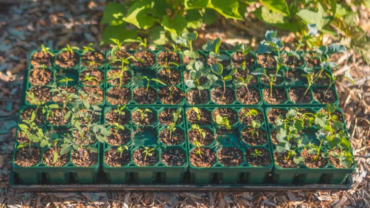 Add Soil & Seeds