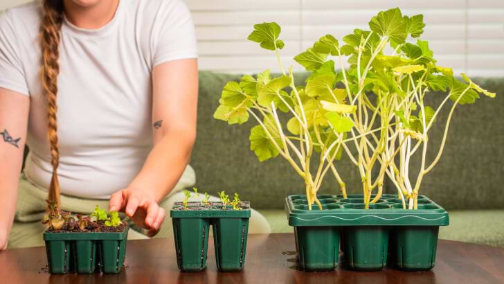 image_Add_Soil_Seeds