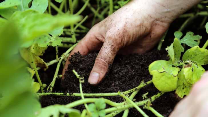 As A Soil Amendment