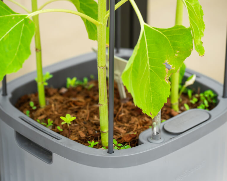 Vego garden beds