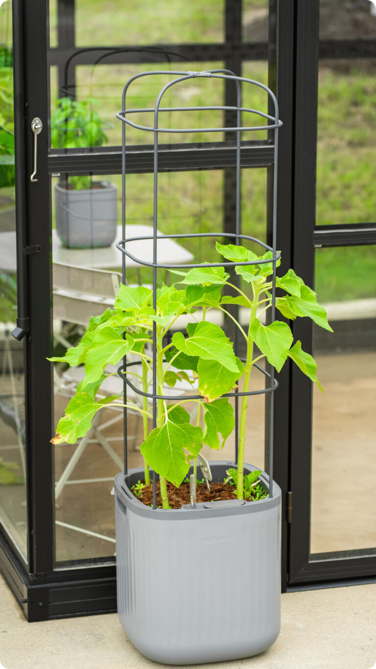 Vego garden beds