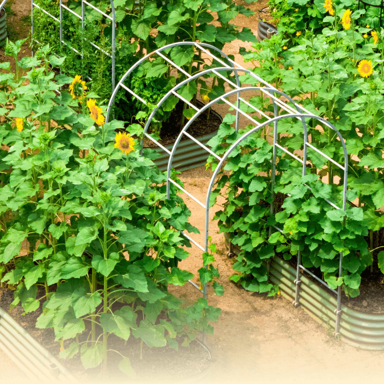 Vego garden beds