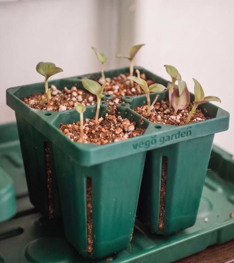 Cold Soil Slows Germination