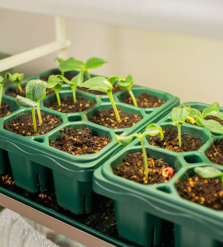 Vego garden beds