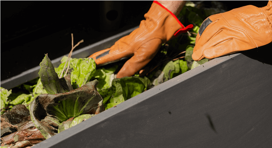 Vego garden beds