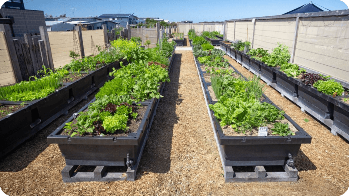 Vego garden beds