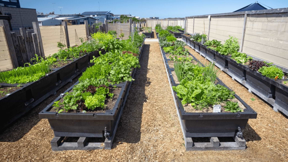 Vego garden beds