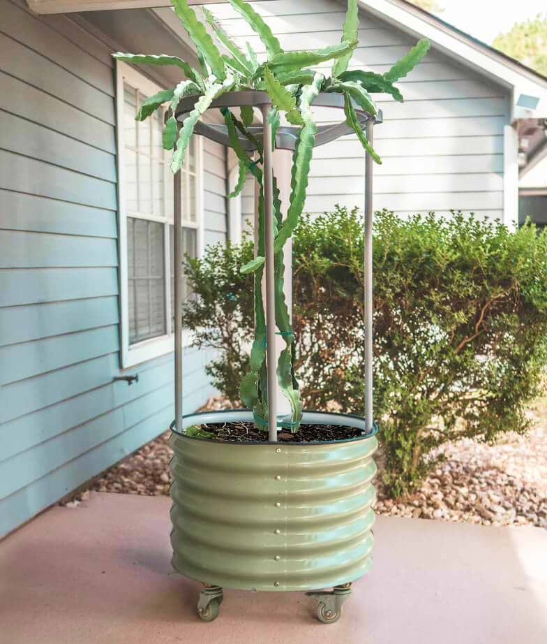 Dragon Fruit Self-Watering Rolling Planter