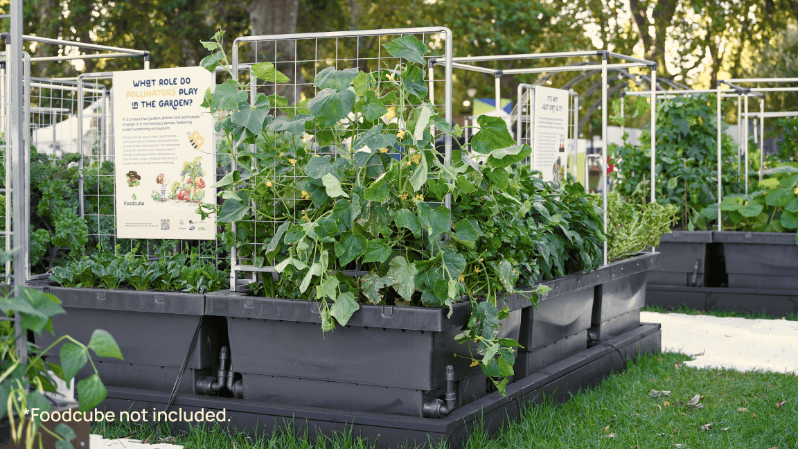 Vego garden beds