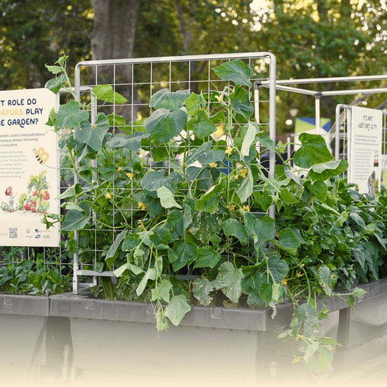 Vego garden beds