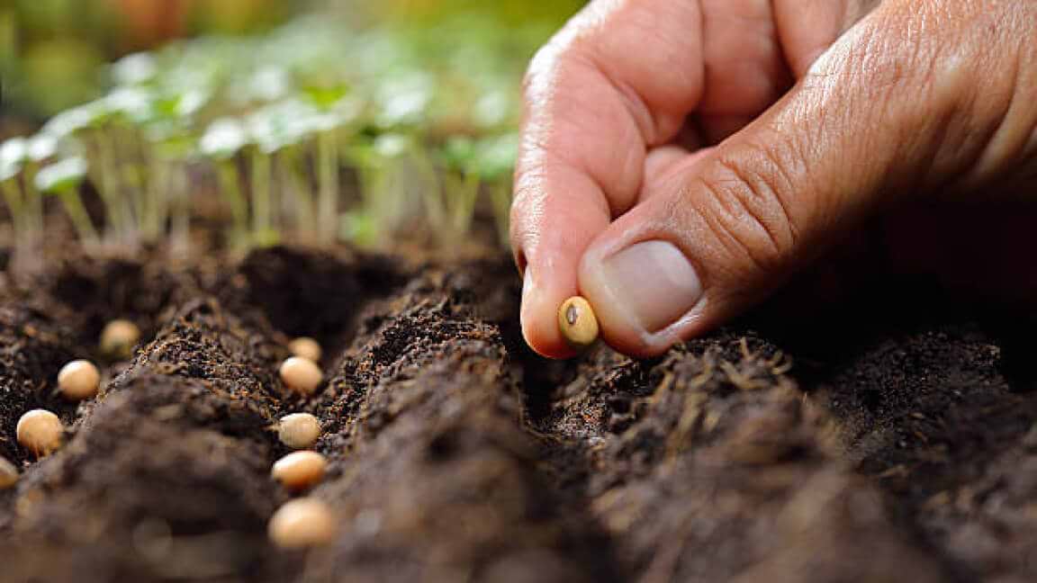 From Seed to Harvest