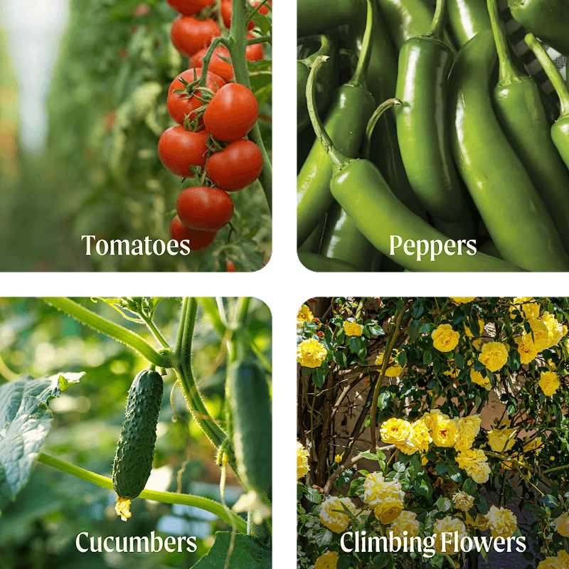 Vego garden beds