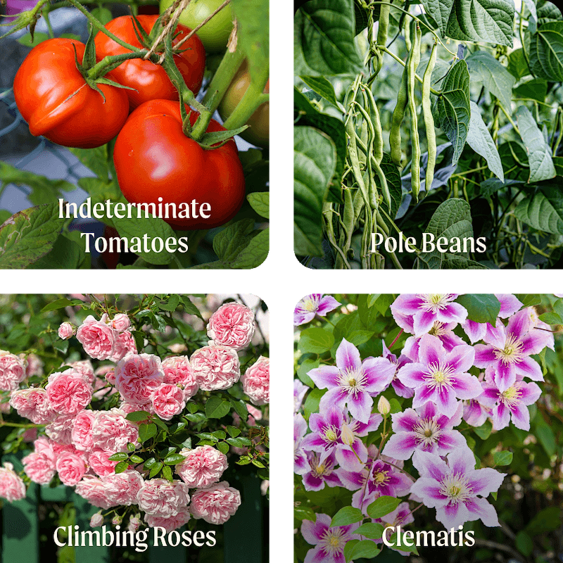 Vego garden beds
