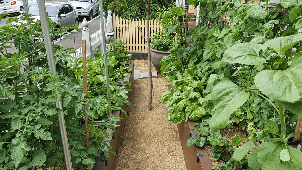 Vego garden beds