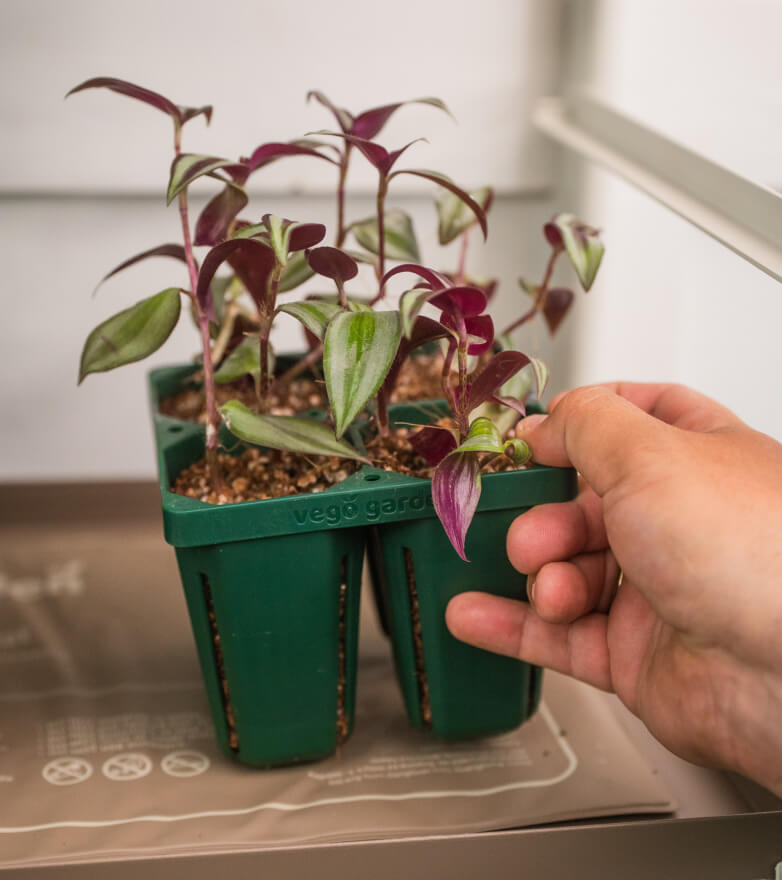 Healthy Seedlings Sprout