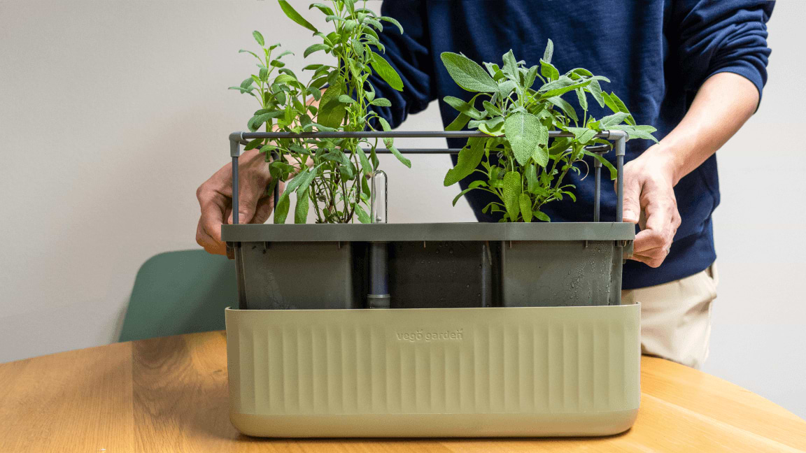 Vego garden beds