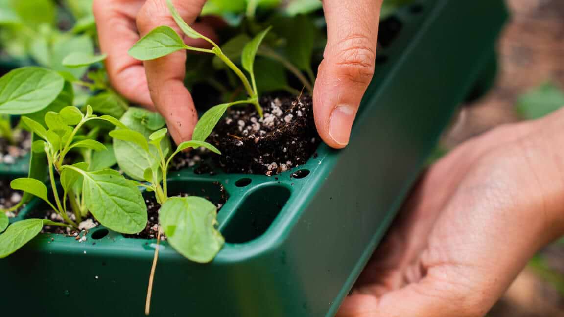 Vego garden beds
