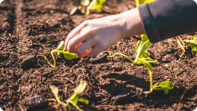 How to grow seedlings