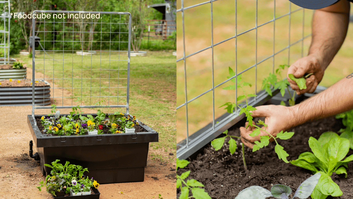 Vego garden beds