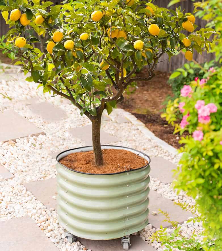 Improved Meyer Lemon Tree with Rolling Planter
