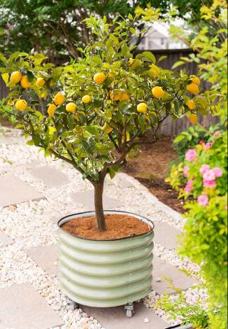 Vego garden beds