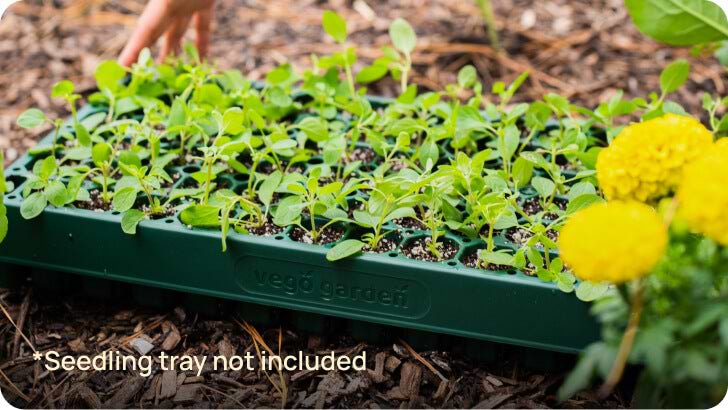 In Seedling Trays