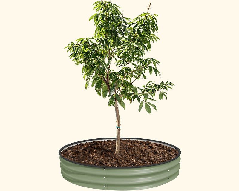 Let Your Trees Thrive