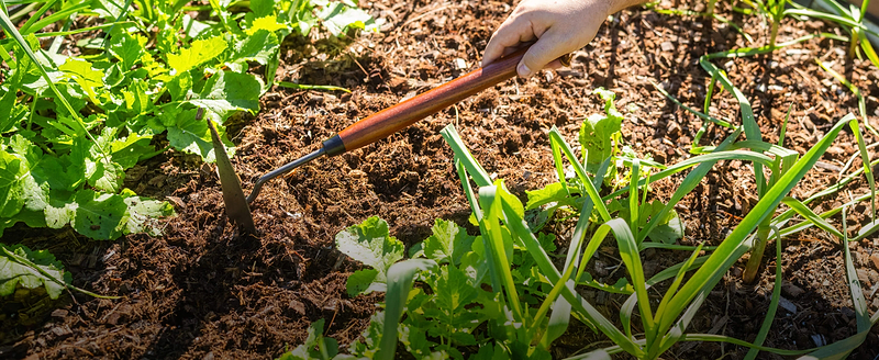 Vego garden beds