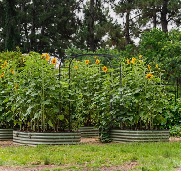Vego garden beds