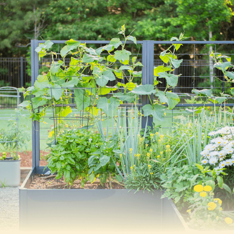 Vego garden beds