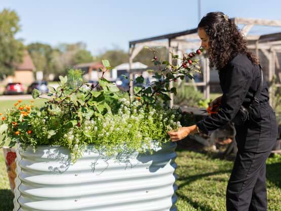 Vego garden beds