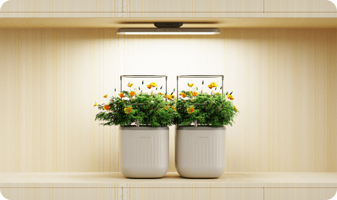 Vego garden beds
