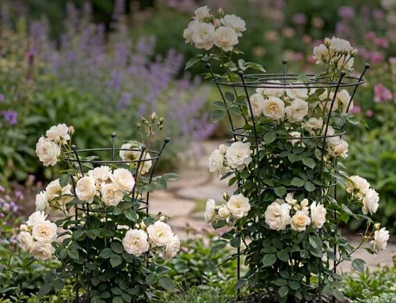 Vego garden beds