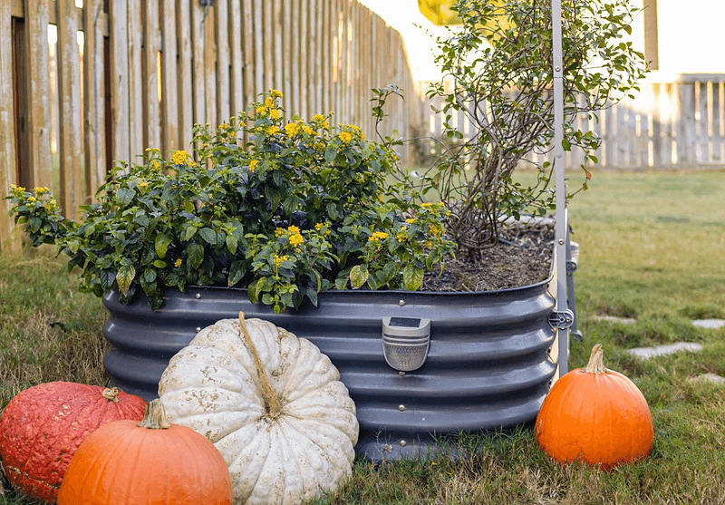 Vego garden beds