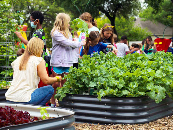 Vego garden beds