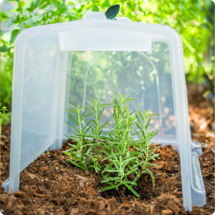 Vego garden beds
