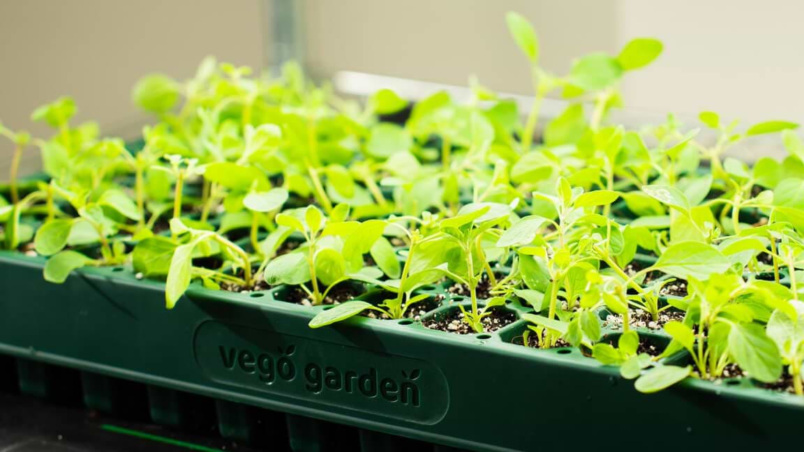 Vego garden beds